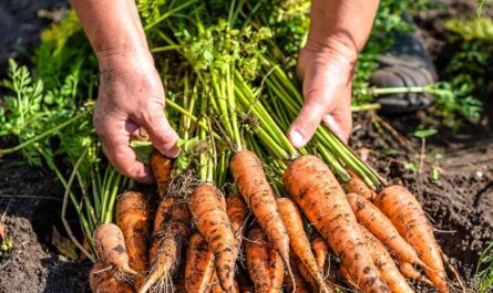 Growing carrots: growing organic carrots in your garden
