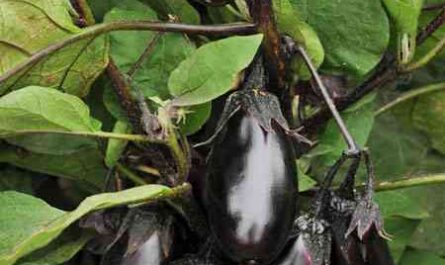 Growing eggplants: growing organic salts in your garden