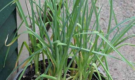 Growing garlic: Growing organic garlic in your garden