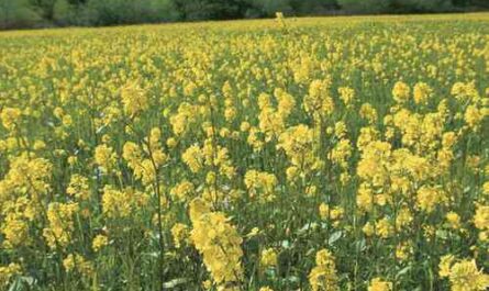 Growing mustard: Growing organic mustard in your garden