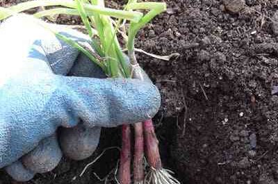 Growing onions: growing organic onions in your garden