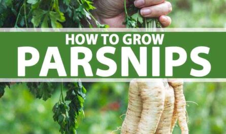 Growing parsnips: growing organic parsnips in your garden