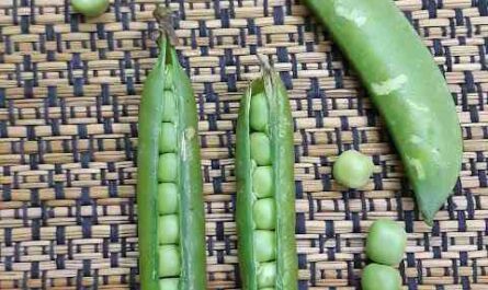 Growing Peas for Commercial Purposes: Growing Mataras for Beginners