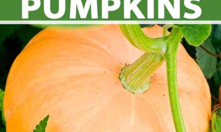 Growing pumpkins: growing organic pumpkins in your garden