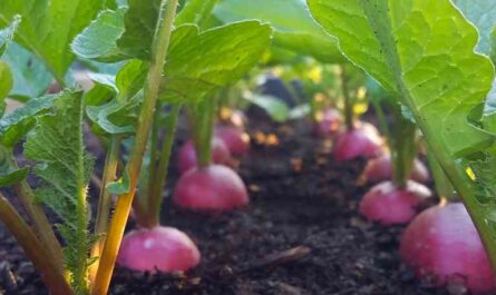 Growing radishes: growing organic radishes in your garden