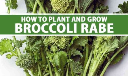 Growing rapini: growing rapini organically in your garden