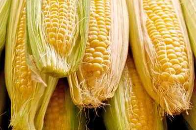 Growing Sweet Corn: Growing Organic Corn in Your Garden