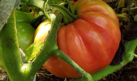 Growing tomatoes: growing organic tomatoes in your garden