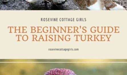 Growing Turkeys: How to Start and Work (Beginner's Guide)