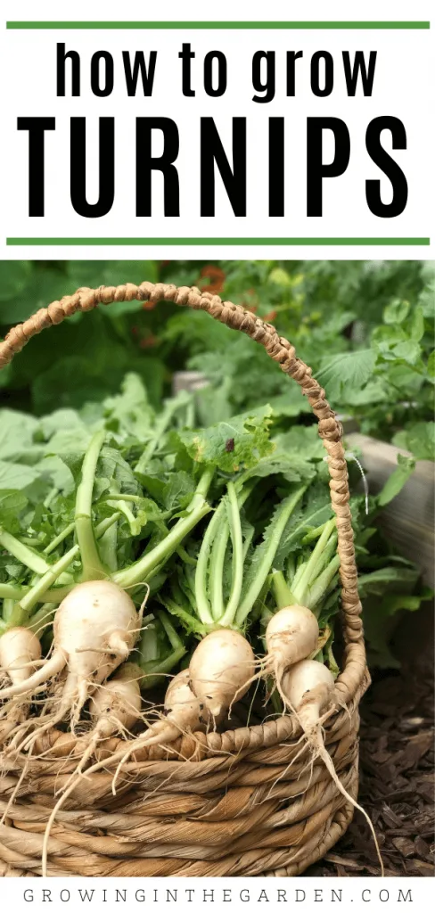 Growing Turnips: Growing Organic Turnips In Your Garden