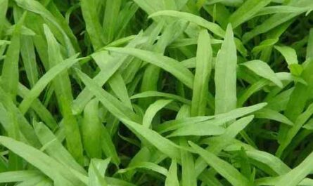 Growing Water Spinach: How To Grow Kangkong In Your Garden