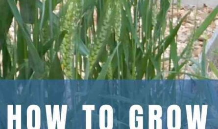 Growing wheat: a starter business plan for beginners