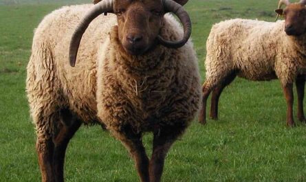 Herdwick Sheep: Characteristics, Origins, Uses, and Breed Information
