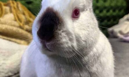 Himalayan Rabbit: Traits, Uses, and Full Breed Information
