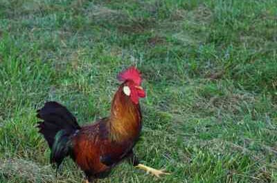 How to Catch a Rooster: A Guide to Catching a Runaway Rooster