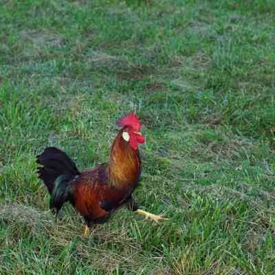 How to Catch a Rooster: A Guide to Catching a Runaway Rooster