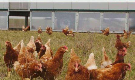 How to Start a Chicken Farming Business: Benefits and Plan for Beginners
