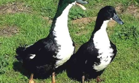 How to tell male ducks from females