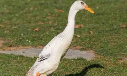 Indian Runner Duck: Characteristics, Uses, and Complete Breed Information