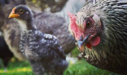 Iowa Blue Chicken: Traits, Temperament, and Breed Information
