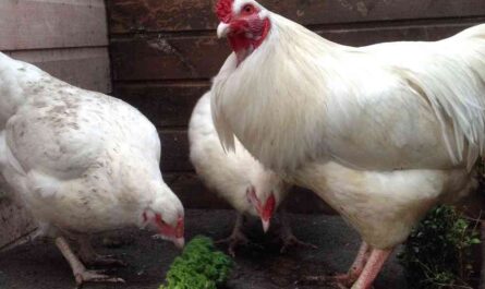 Ixworth Chicken Farm: Startup Business Plan for Beginners