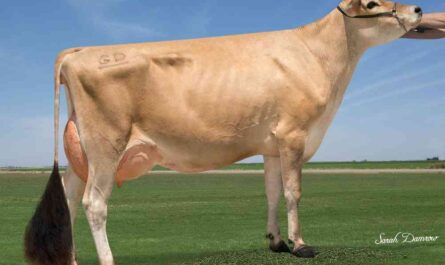 Jersey cattle: breed information, characteristics, uses and origins