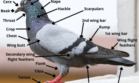 King Pigeon: Characteristics, Origins, Uses, and Breed Information