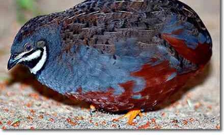 King Quail: Characteristics, Origins, Uses, and Breed Information