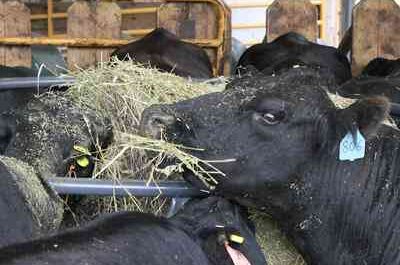 Livestock Feeding: A Livestock Feeding Guide for Better Milk and Meat Production