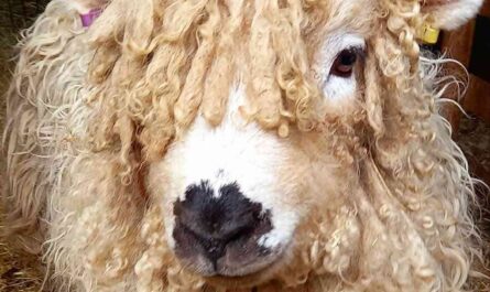 Llanwenog Sheep: Characteristics, Origins, Uses & Breed Information
