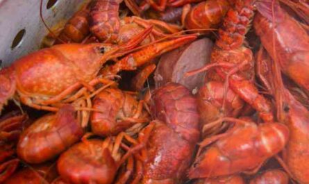 Louisiana crayfish: characteristics, food and breeding