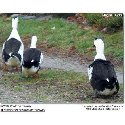 Magpie Duck: Characteristics, Origins, Uses, and Complete Breed Information