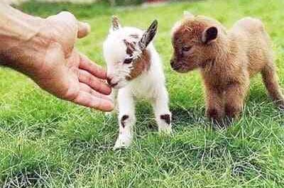 Miniature Goat Care: How to Care for Miniature Goats