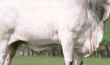 Nelore Cattle: Characteristics, Uses, and Complete Breed Information