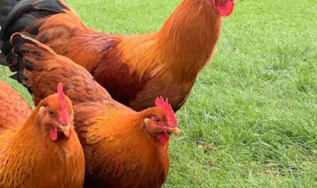 New Hampshire Chicken: Traits, Temperament, and Breed Information