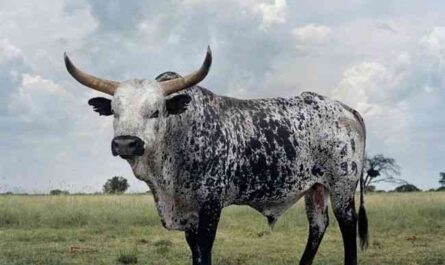Nguni Cattle: Characteristics, Uses, and Complete Breed Information