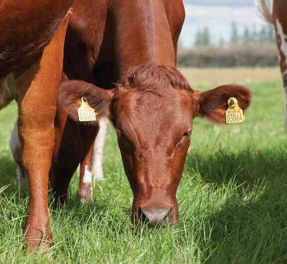 Norwegian Red Cattle: Characteristics, Uses, and Complete Breed Information