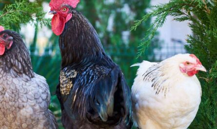 Old English Poultry Farming: A Startup Business Plan for Beginners