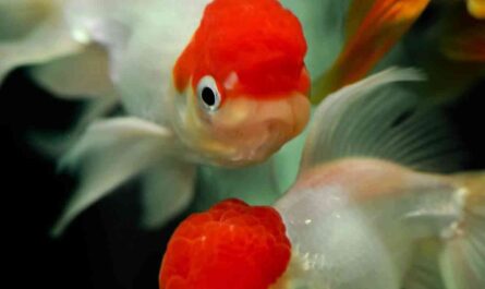 Oranda goldfish: characteristics, feeding, breeding and use