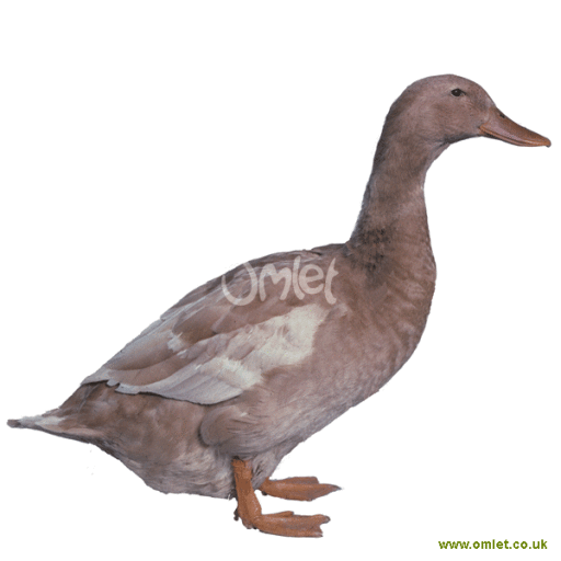 Orpington Duck: Characteristics, Origins, Uses, and Complete Breed Information