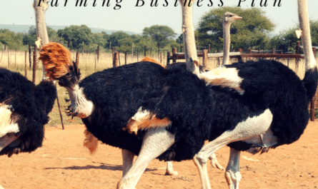 Ostrich Farm: Startup Business Plan for Beginners