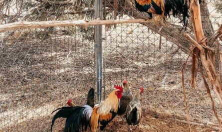 Phoenix Chicken Breed: Characteristics, Temperament and Breed Information