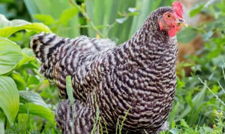 Plymouth Rock Chicken: Traits, Temperament, and Breed Information