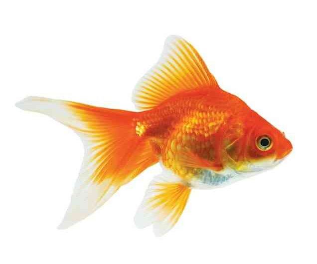 Pompon goldfish: characteristics, diet, breeding and use