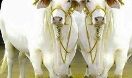 Punganur Cattle: Characteristics, Uses, and Complete Breed Information