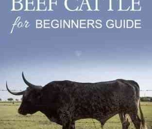 Raising Cattle: How to Raise Cattle (Beginner's Guide)