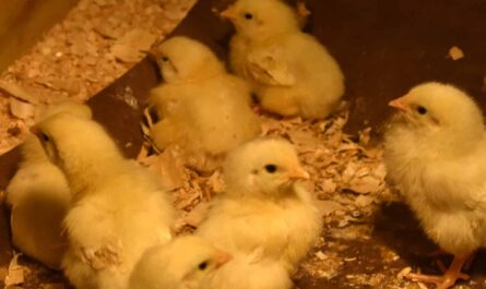 Raising Chickens For Meat: How To Raise Broiler Chickens For Meat