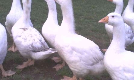 Raising Geese: How to Raise Geese (Beginner's Guide)