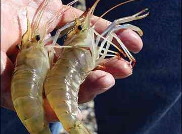 Raising Giant River Shrimp: A Profitable Business For Beginners