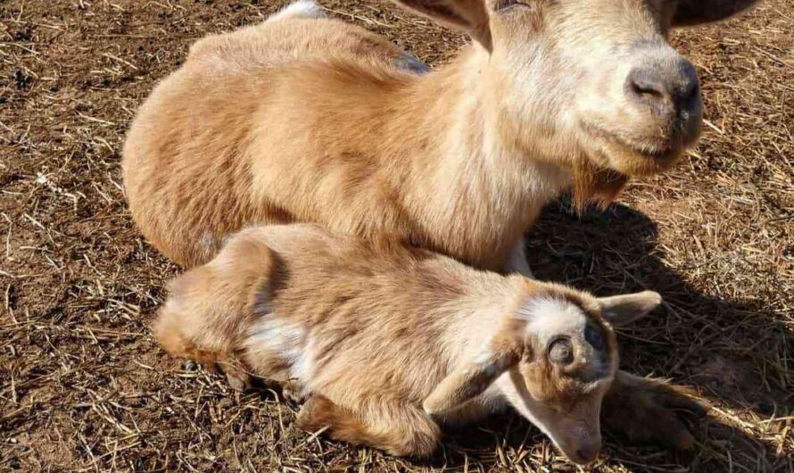 Raising goats in stalls: complete information and a beginner’s guide